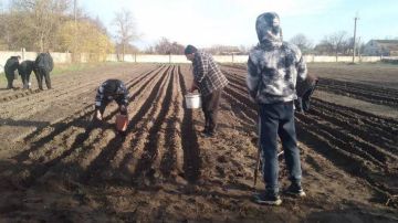 В Херсонской области посадили 24 тысячи желудей для восстановления лесов