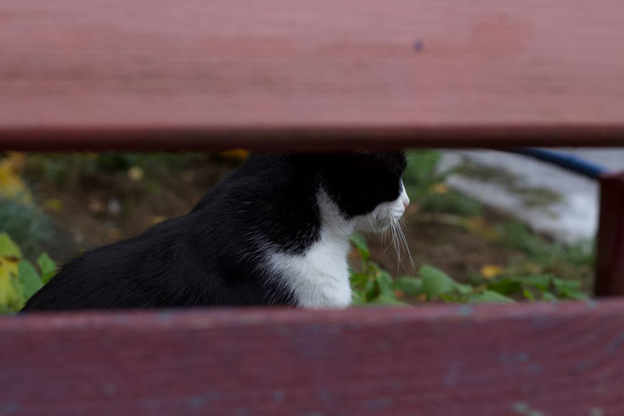 По данным наших пушистых агентов, запасы тепла на исходе По данным наших пушистых агентов, запасы тепла на исходе