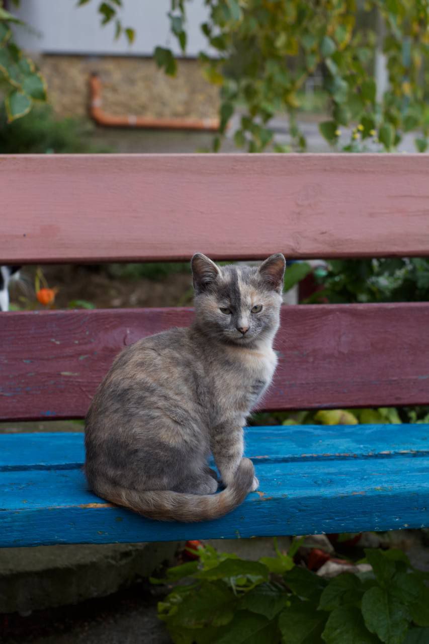 По данным наших пушистых агентов, запасы тепла на исходе По данным наших пушистых агентов, запасы тепла на исходе