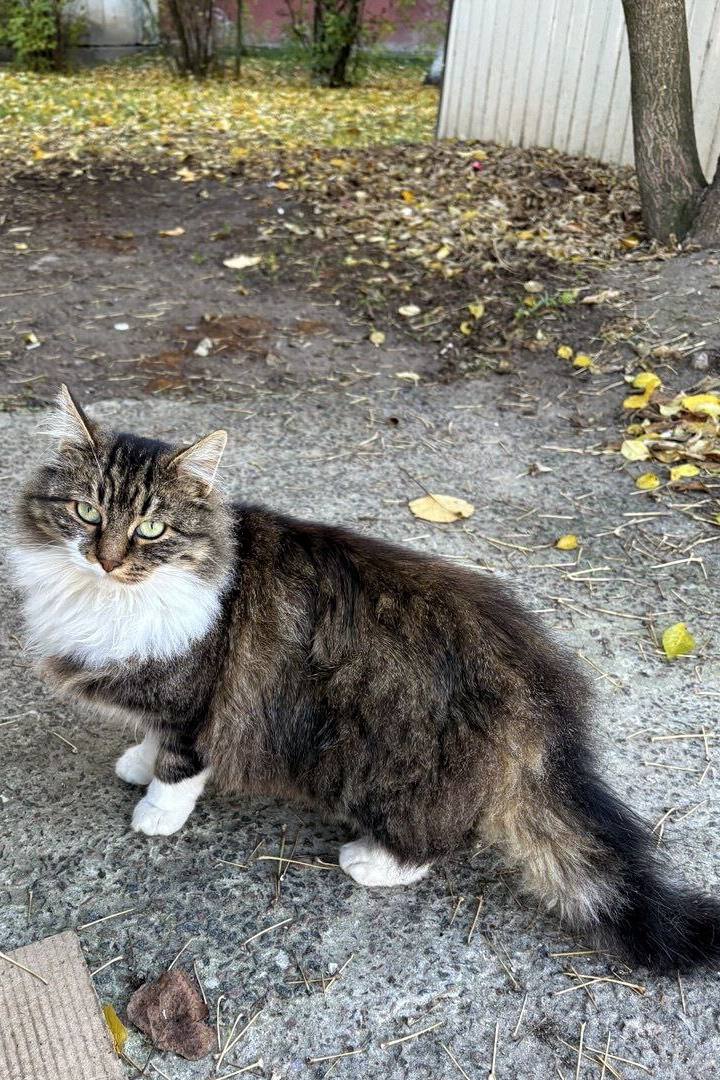 Котики!. Бывают коты мартовские, а эти — ноябрьские Котики!. Бывают коты мартовские, а эти — ноябрьские