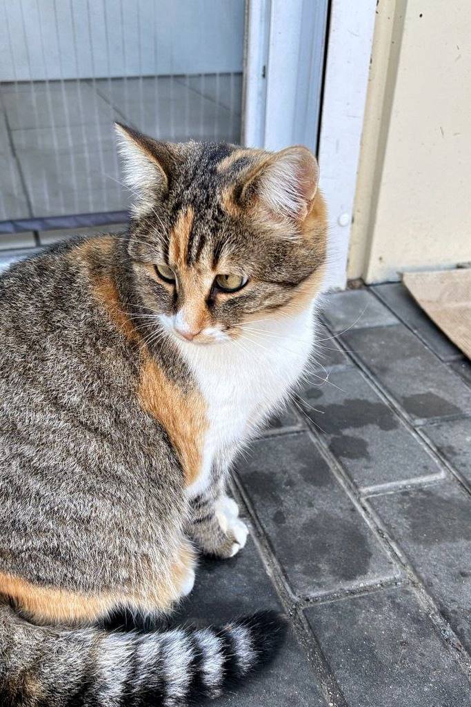 Котики!. Бывают коты мартовские, а эти — ноябрьские Котики!. Бывают коты мартовские, а эти — ноябрьские