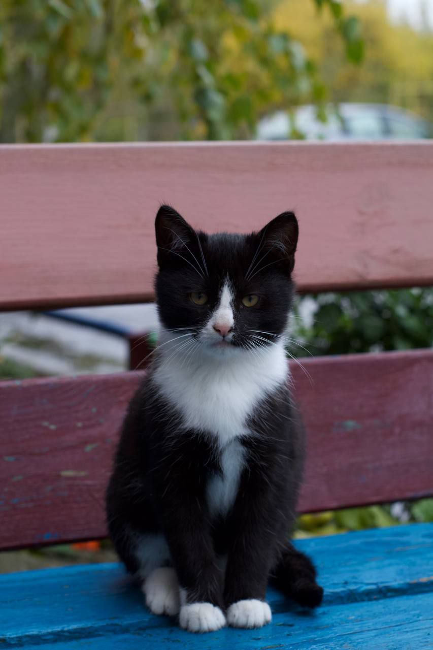 По данным наших пушистых агентов, запасы тепла на исходе По данным наших пушистых агентов, запасы тепла на исходе