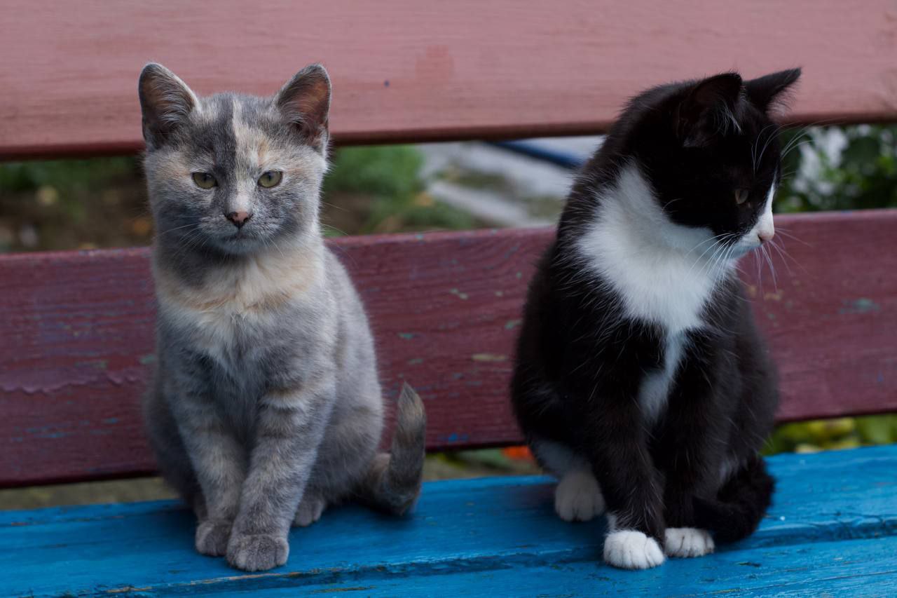 По данным наших пушистых агентов, запасы тепла на исходе По данным наших пушистых агентов, запасы тепла на исходе