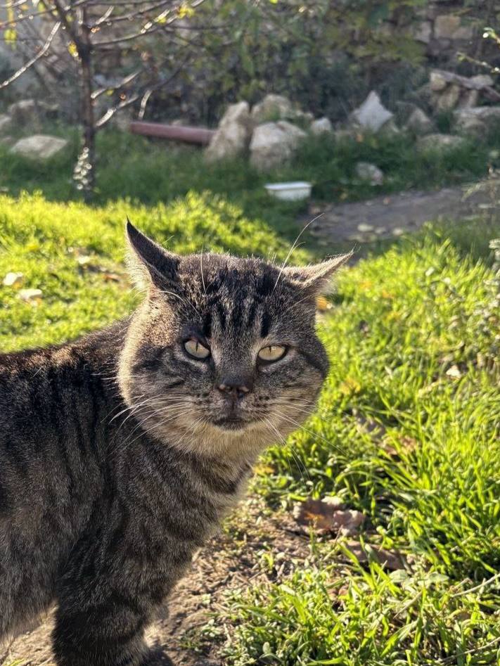 Котики!. Бывают коты мартовские, а эти — ноябрьские Котики!. Бывают коты мартовские, а эти — ноябрьские