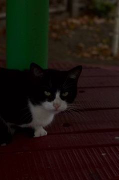 По данным наших пушистых агентов, запасы тепла на исходе