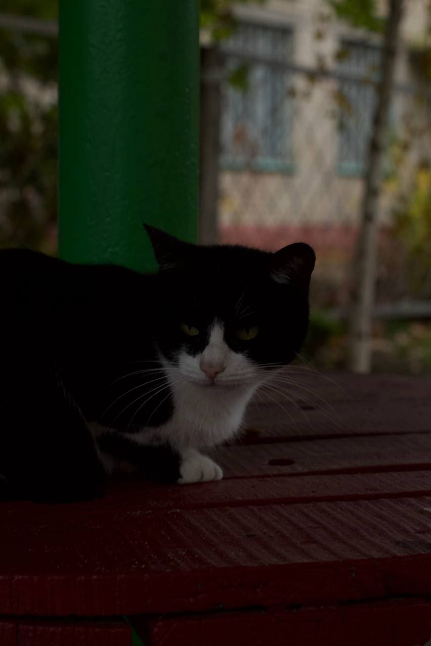 По данным наших пушистых агентов, запасы тепла на исходе По данным наших пушистых агентов, запасы тепла на исходе