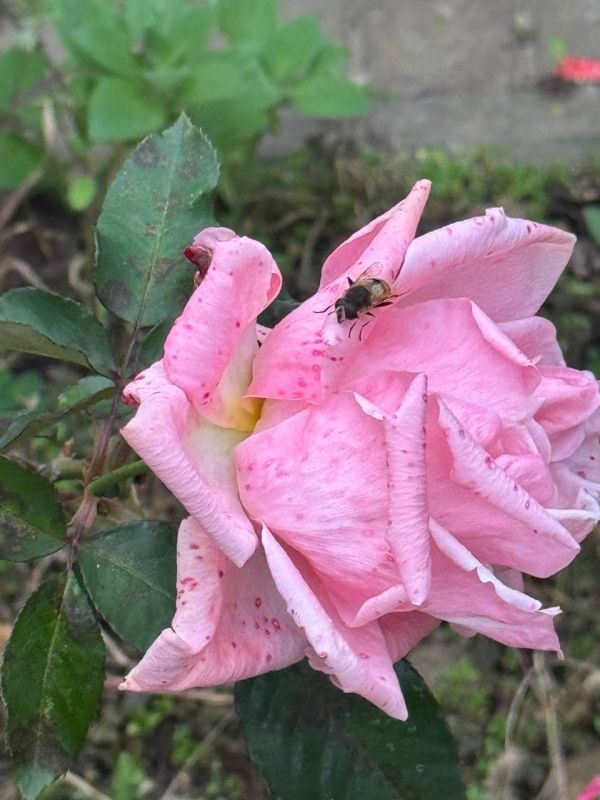 ����� ��������: ���-����, ���� �� ��� ���������!