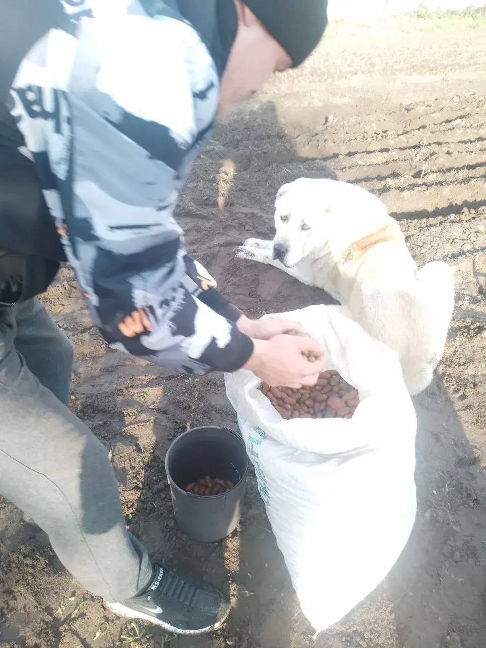 В Херсонской области засеяли 24 тысячи желудей для восстановления лесов В Херсонской области засеяли 24 тысячи желудей для восстановления лесов