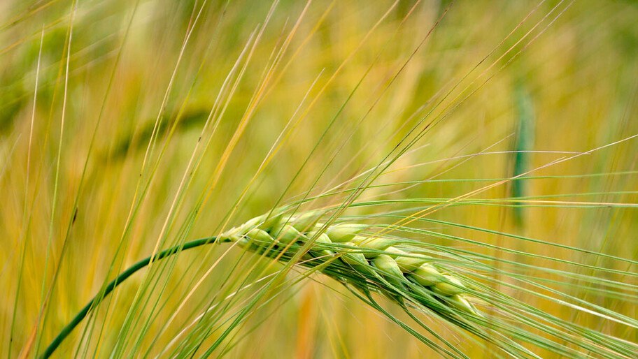 Урожайность зерновых в Херсонской области составила 21 центнер с гектара