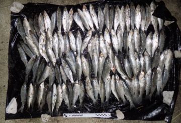 Вместо Кости-моряка с шаландами, полными кефали, на сцене появляется предприимчивый житель Геническа, решивший подзаработать на рыбке!