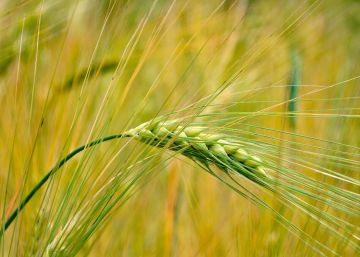 Урожайность зерновых в Херсонской области составила 21 центнер с гектара