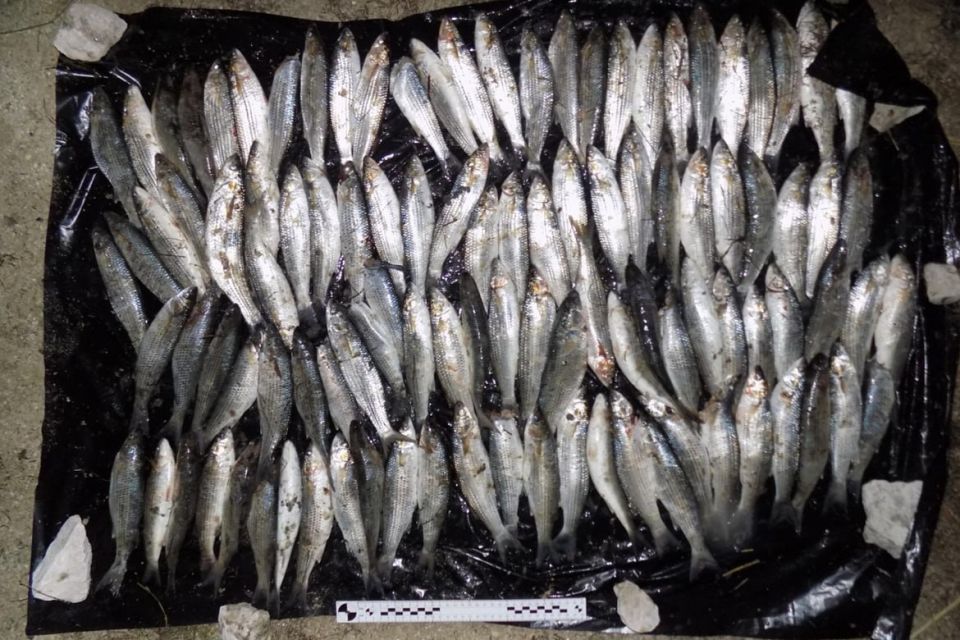 Херсонской транспортной полицией задержан браконьер, выловивший свыше тысячи кефали-сингиль