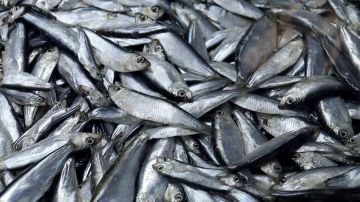 Улов в Азово-Черноморском бассейне вырос на 36% в 2025 году