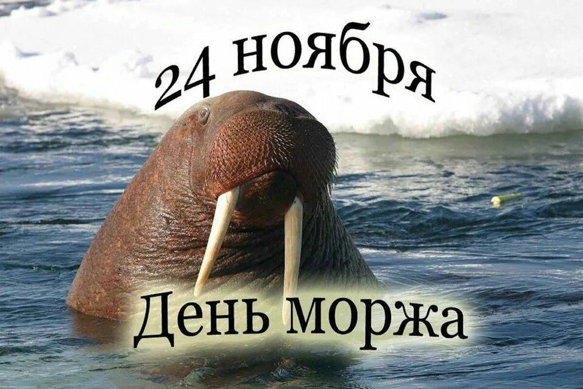 Доброе утро и с Днем моржа!