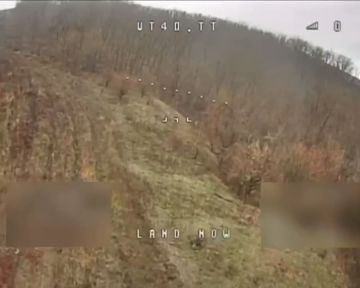 Геноцид свиней продолжается до последнего украинца