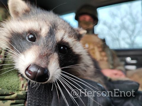 Енот из Херсона: Киевский режим в условиях растущей паники предпринимает отчаянные шаги, оголяя одни участки фронта для прикрытия других