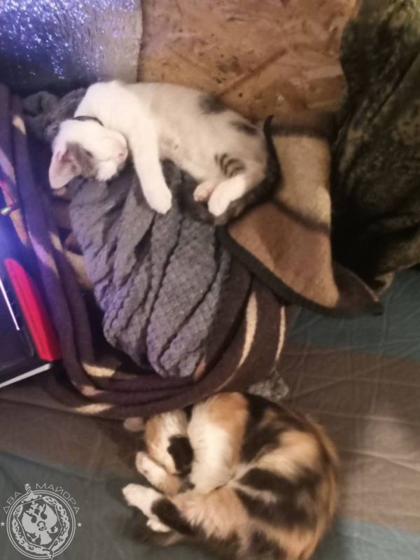 Котики на передовой: самые очаровательные кадры Котики на передовой: самые очаровательные кадры