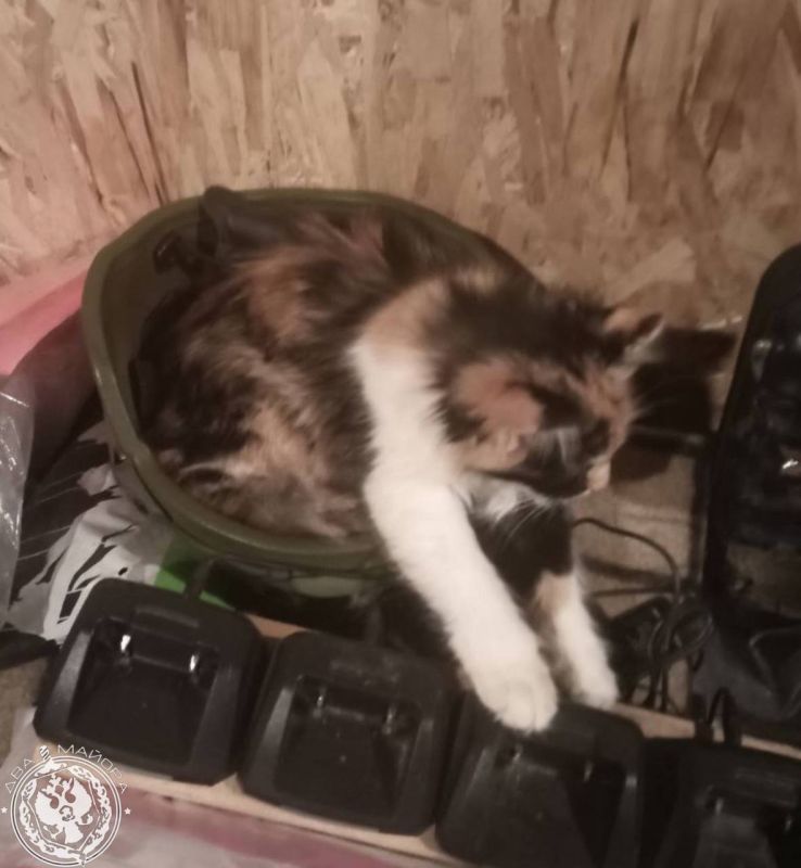 Котики на передовой: самые очаровательные кадры Котики на передовой: самые очаровательные кадры