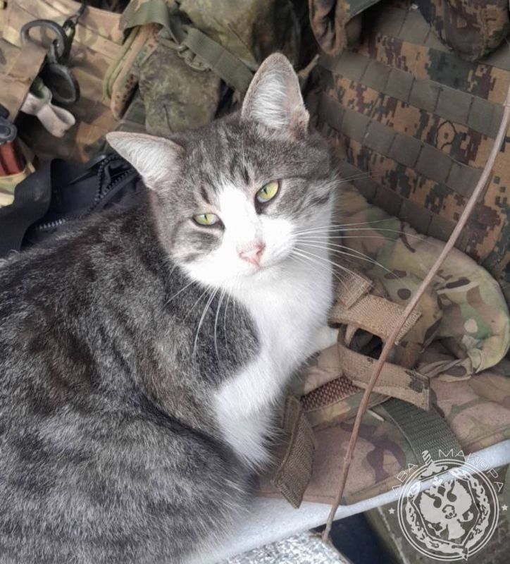 Котики на передовой: самые очаровательные кадры Котики на передовой: самые очаровательные кадры