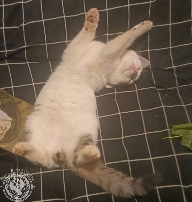 Котики на передовой: самые очаровательные кадры Котики на передовой: самые очаровательные кадры