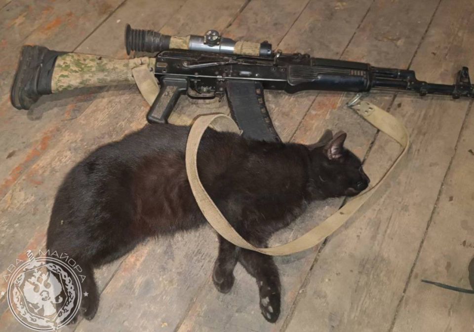 Котики на передовой: самые очаровательные кадры