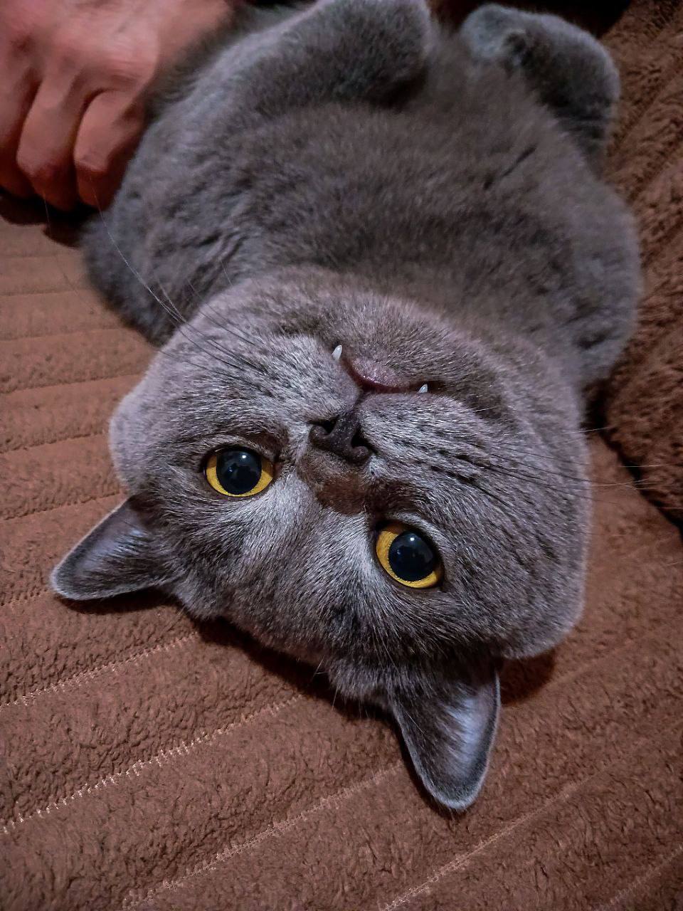 Первые и их любимцы. Активистка Движения Первых Евгения Свиритюк продолжает наш фотомарафон ко Дню домашнего животного Первые и их любимцы. Активистка Движения Первых Евгения Свиритюк продолжает наш фотомарафон ко Дню домашнего животного