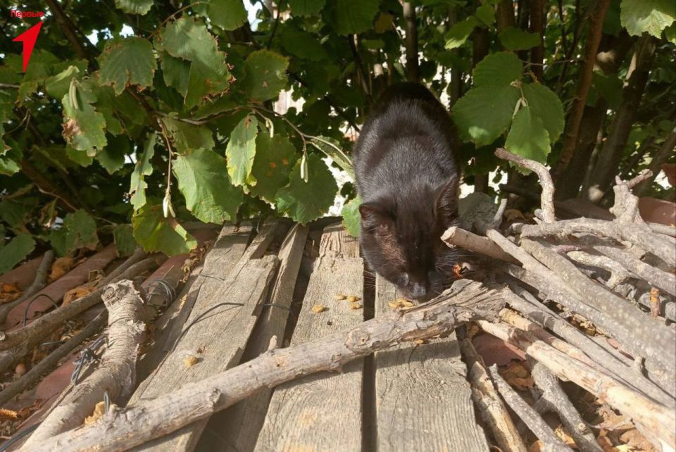 ������ ���������� ������� ��������