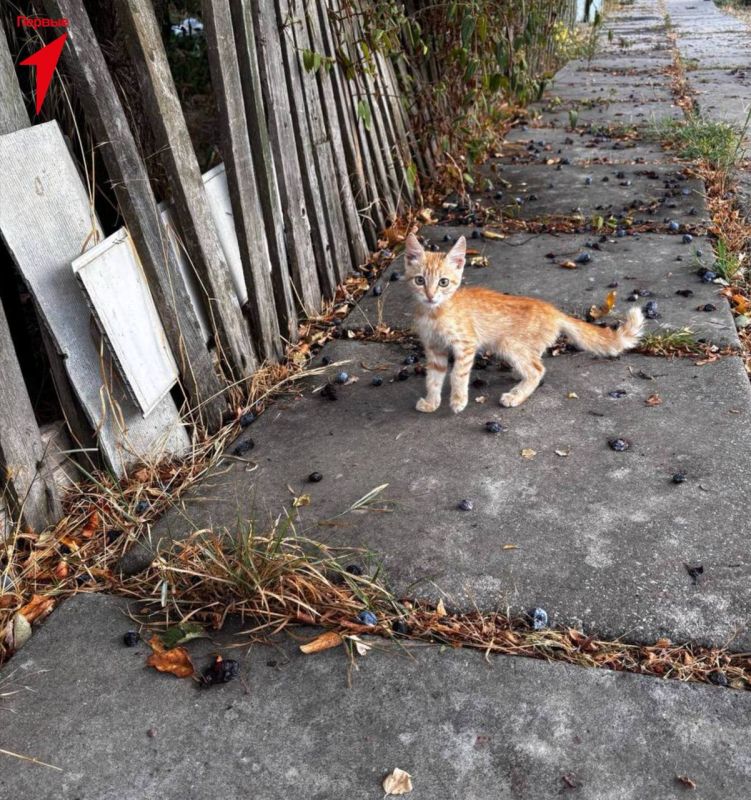 ������ ���������� ������� ��������