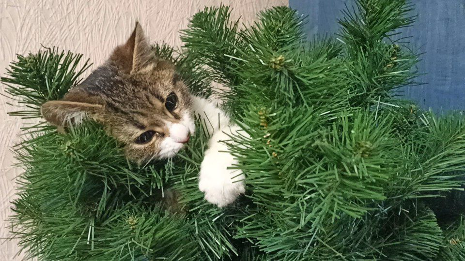 Новогоднее дерево — это не просто украшение, это настоящее поле для охоты Новогоднее дерево — это не просто украшение, это настоящее поле для охоты