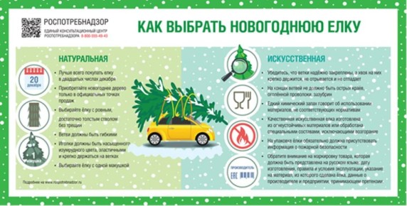 Как выбрать елку?. Где покупать натуральную елку?