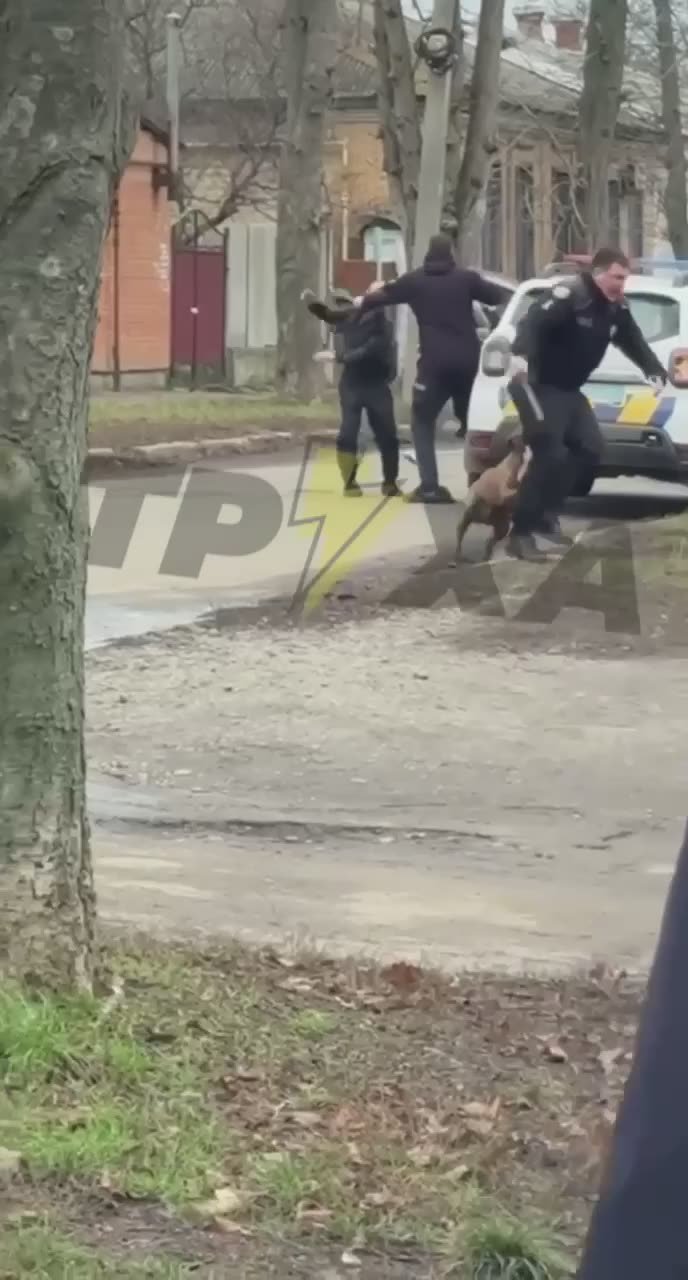 На Украине преданный пёс вызволил своего хозяина от представителей тцк