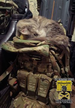 Пушистые бойцы с Херсонского направления знают толк в броне