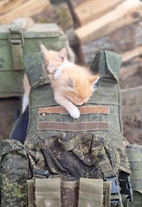 Вместе с пушистым десантом желаем вам провести день спокойно и с пользой!