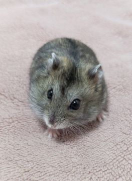 Первые и их любимцы!. Друзья, кажется, сегодня мы еще не поднимали тему домашних животных наших активистов