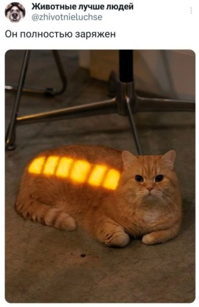 Бодрого утра!!. #Кот@NSDVKhersone ПОДПИСАТЬСЯ