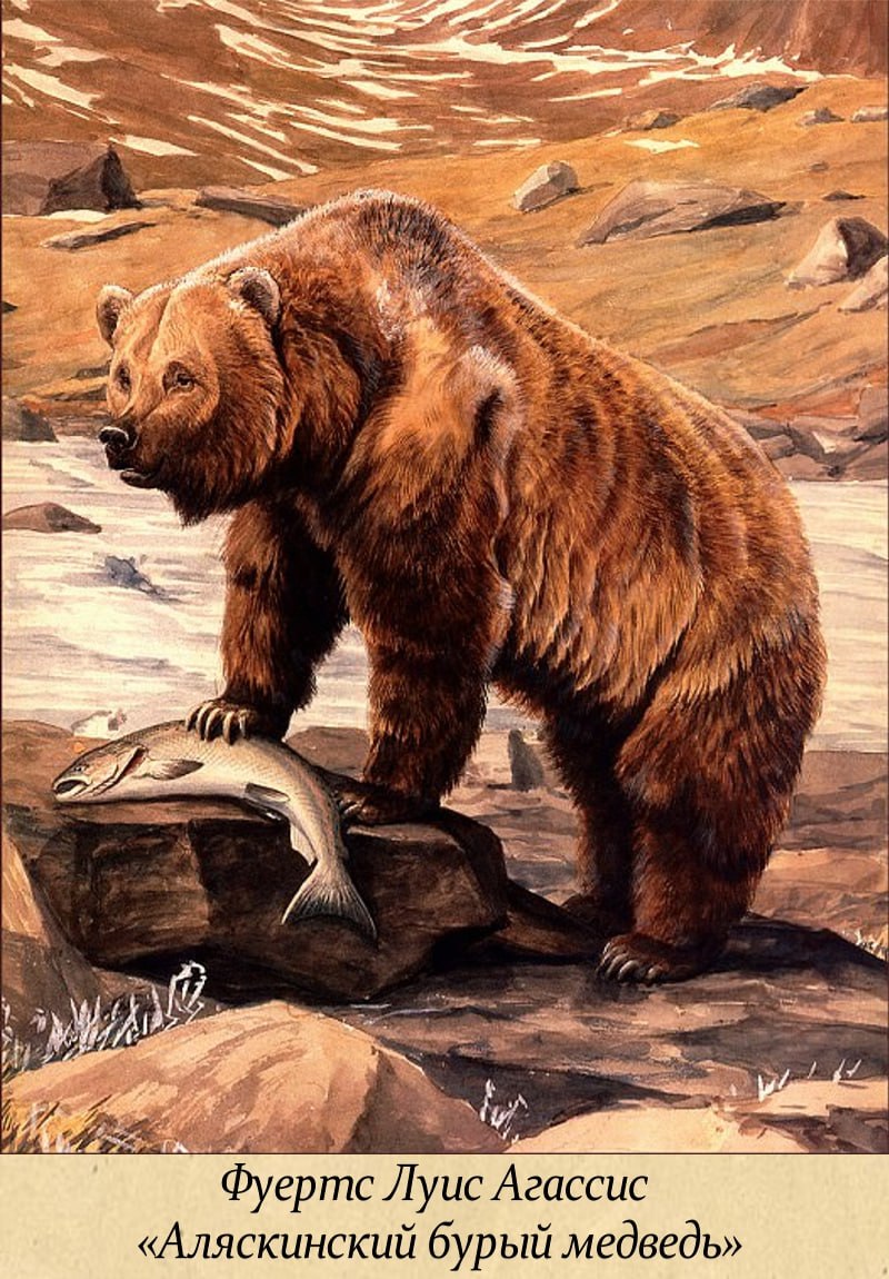 13 декабря - День медведя. А вы знали, что 13 декабря - День медведя. А вы знали, что