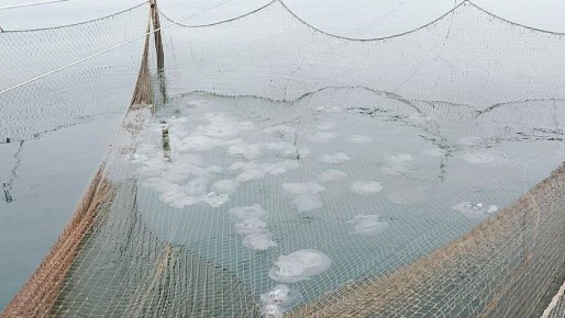 Медузы в Азовском море размножились и похудели