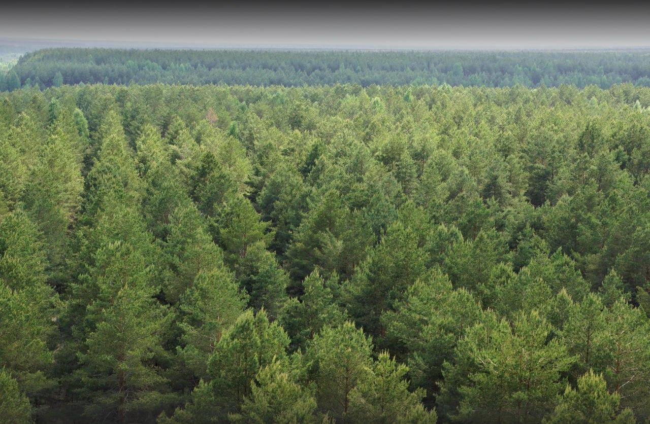 Рослесхоз: регионам нужно усилить претензионно-исковую работу в отношении виновников лесных пожаров