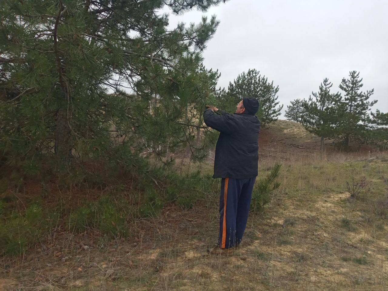 Начался сбор сосновых шишек для восстановления лесов Херсонщины Начался сбор сосновых шишек для восстановления лесов Херсонщины