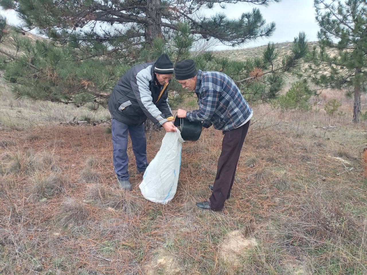 Начался сбор сосновых шишек для восстановления лесов Херсонщины Начался сбор сосновых шишек для восстановления лесов Херсонщины