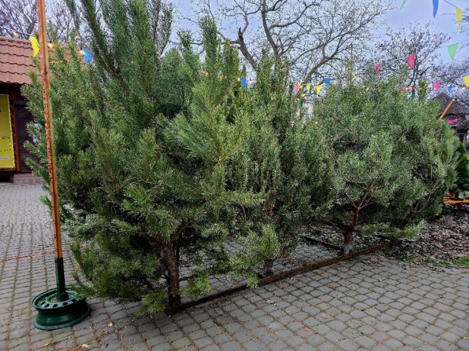 ������� ������ ��������� � ���������� �������