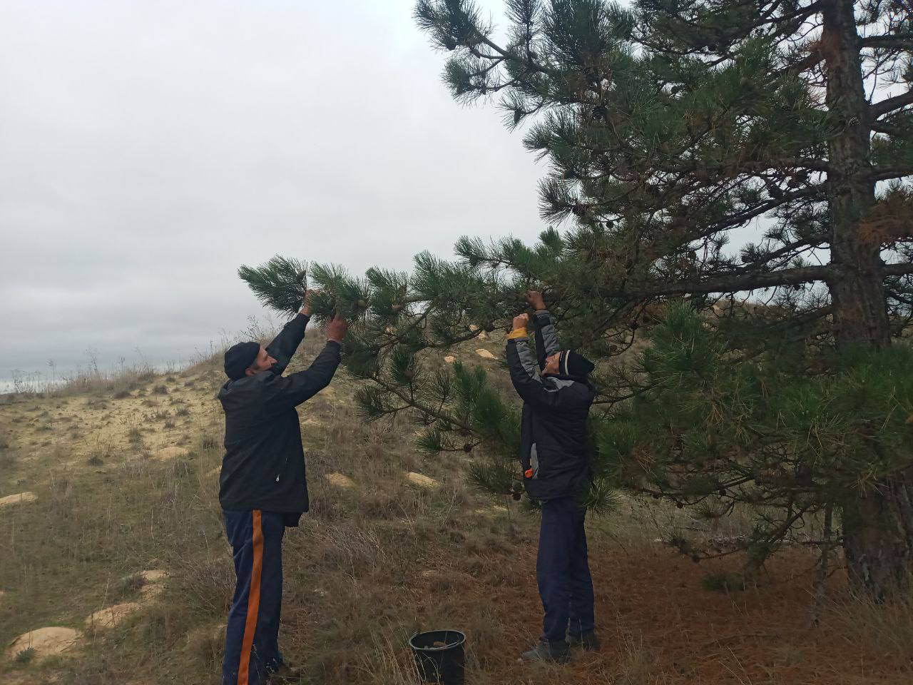 Начался сбор сосновых шишек для восстановления лесов Херсонщины