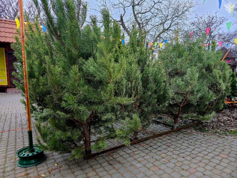 Раз, два три — ёлочка для каждого жителя Херсонской области! Раз, два три — ёлочка для каждого жителя Херсонской области!