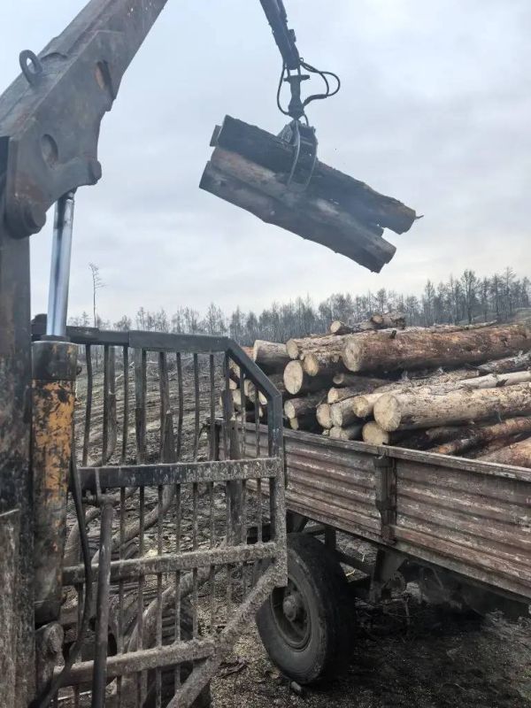 Проведение санитарных рубок в лесном фонде Голопристанского лесхоза Проведение санитарных рубок в лесном фонде Голопристанского лесхоза