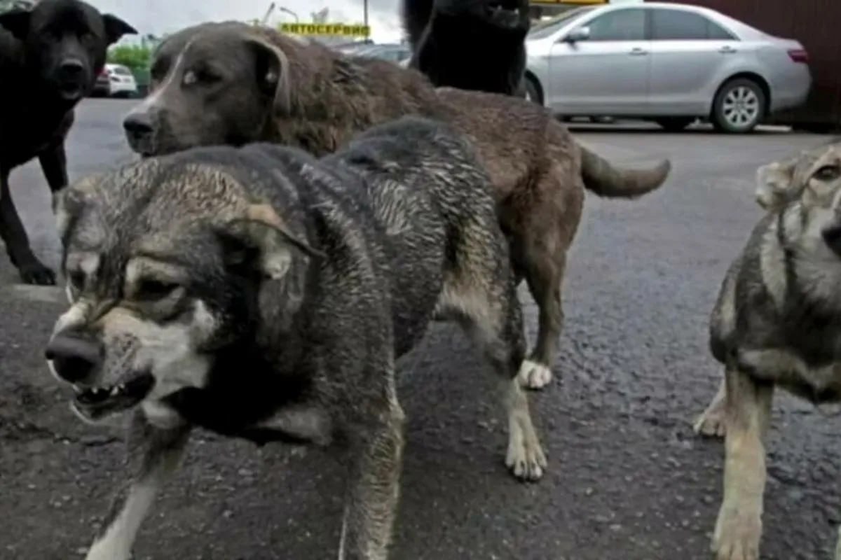 Уважаемые жители Скадовского муниципального округа! Уважаемые жители Скадовского муниципального округа!