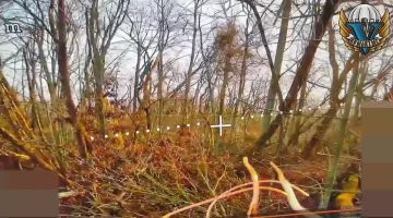 Сумское направление. ВСУшничек пытался скрыться в подлеске, но навыков не хватило @russian_airborne