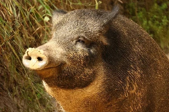 Путин заявил, что под «подсвинками» не имел в виду никого конкретного в Европе, а говорил про «группу лиц»