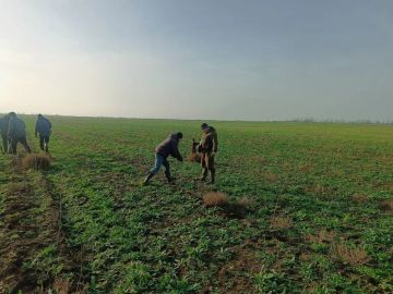 Проведен агротехнический уход за молодым лесом в Новотроицком лесхозе