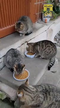 ������� ������� �������� ��� ���� �� ������ �������