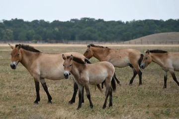 ��� ����� ������������� ������ �������������, �������� ������ �� ���������������